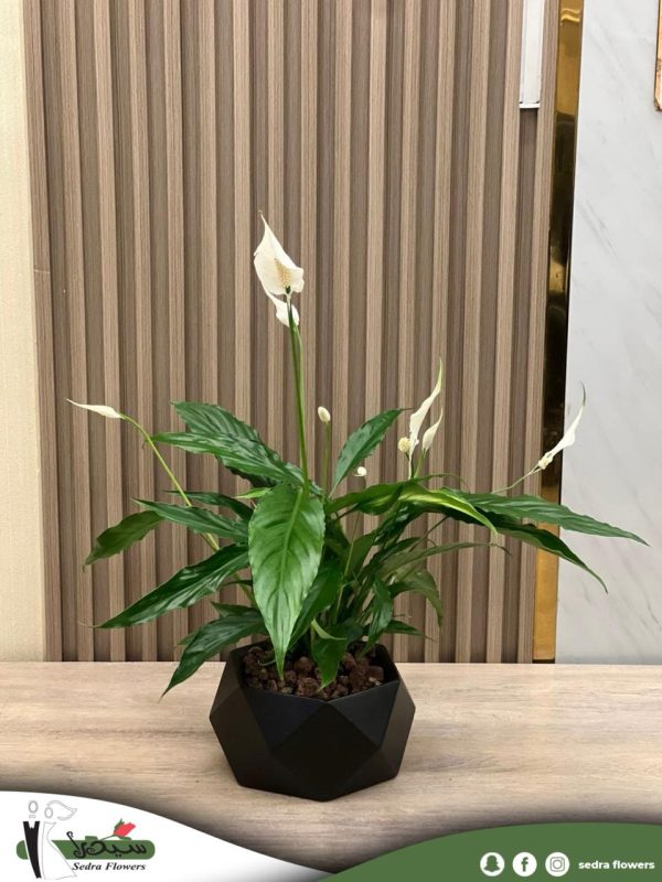 WhatsApp Image 2025-11-02 at 11.52.27 AM (1)